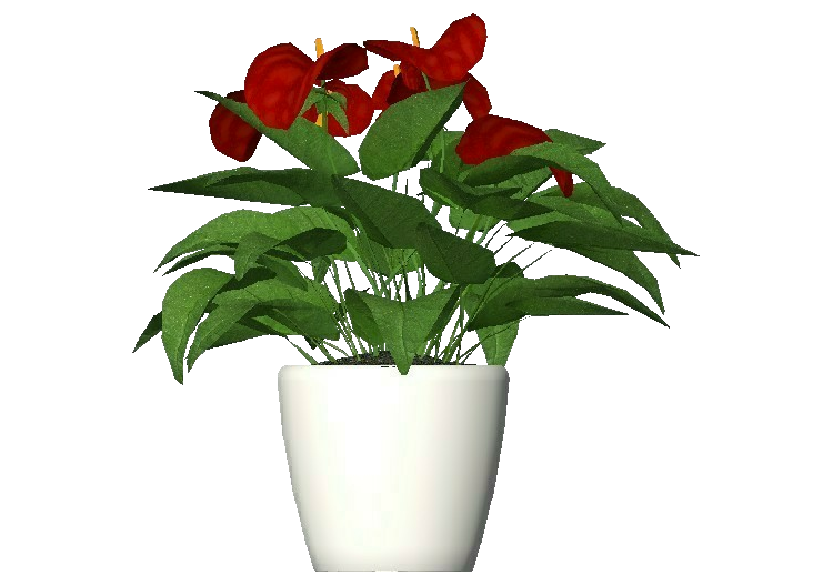3D Pflanzen - Flamingoblume - ACCA software