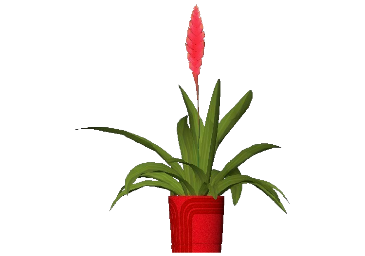 Piante 3D - Guzmania - ACCA software