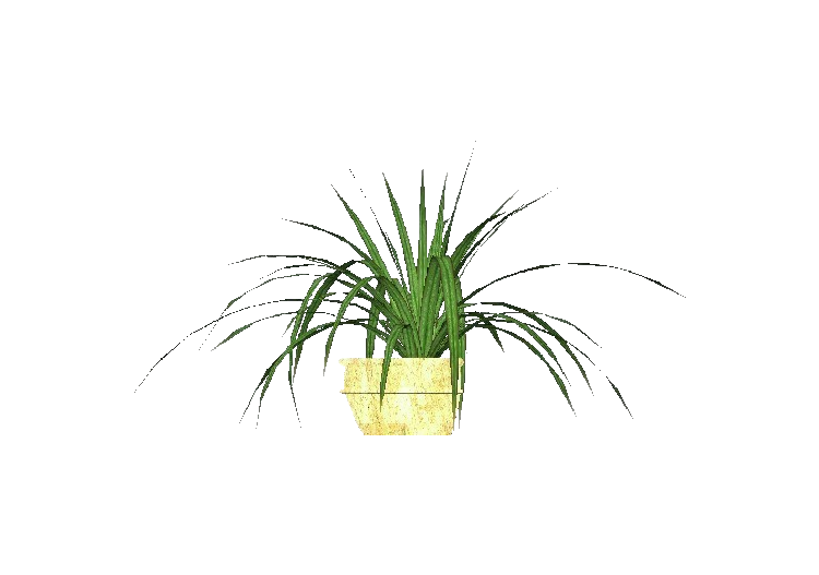 Plantes 3D - Chlorophytum - ACCA software