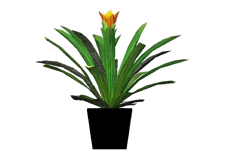 3D Pflanzen - Guzmania - ACCA software
