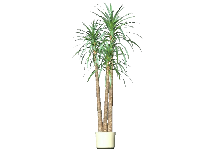 3D Pflanzen - Drachenbaum - ACCA software