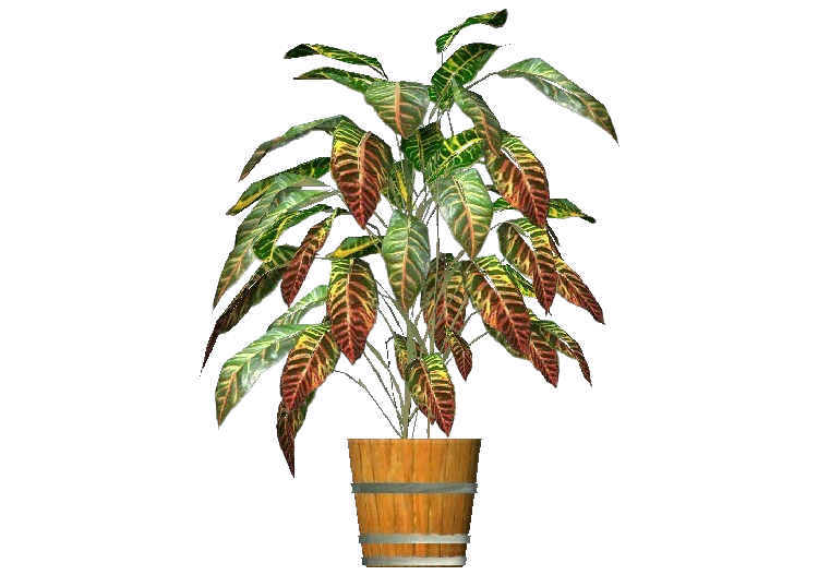 Piante 3D - Croton - ACCA software