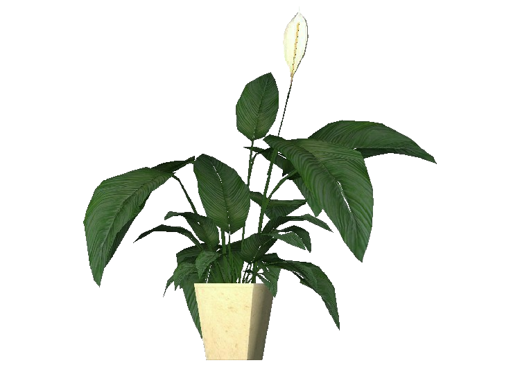 Piante 3D - Spatifillo - ACCA software