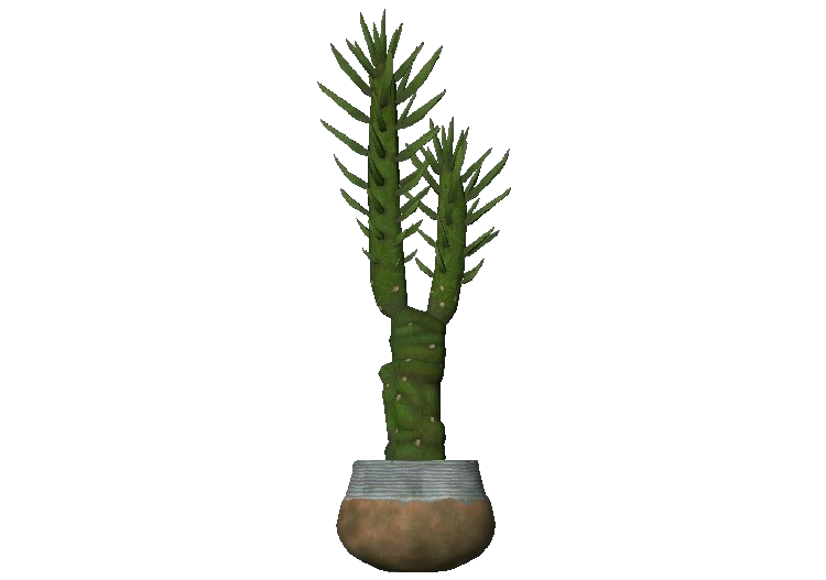 Piante 3D - Austrocylindropuntia subulata - ACCA software