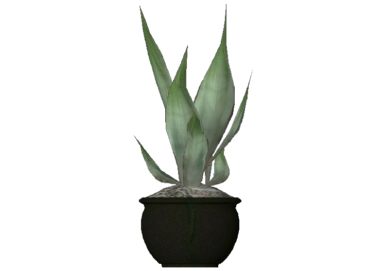 3D Pflanzen - Drachenbaum-Agave - ACCA software