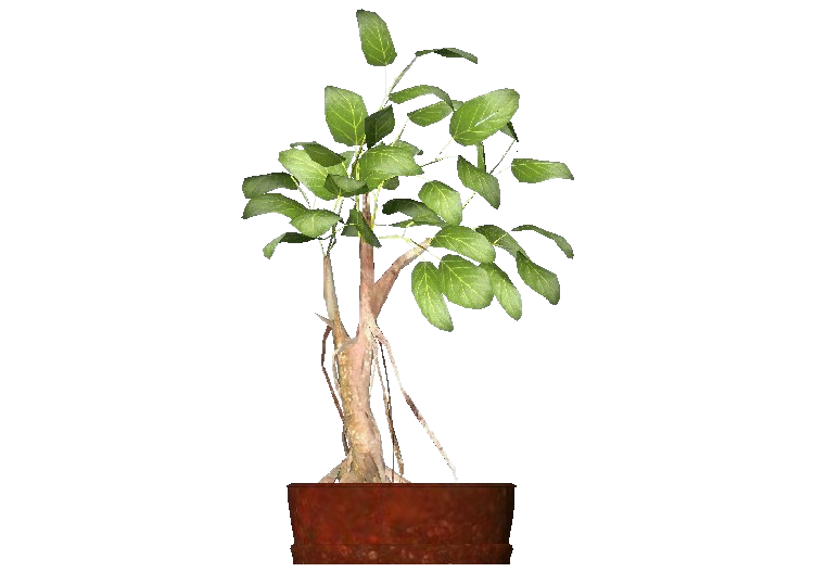 3D Pflanzen - Ficus Retusa - ACCA software