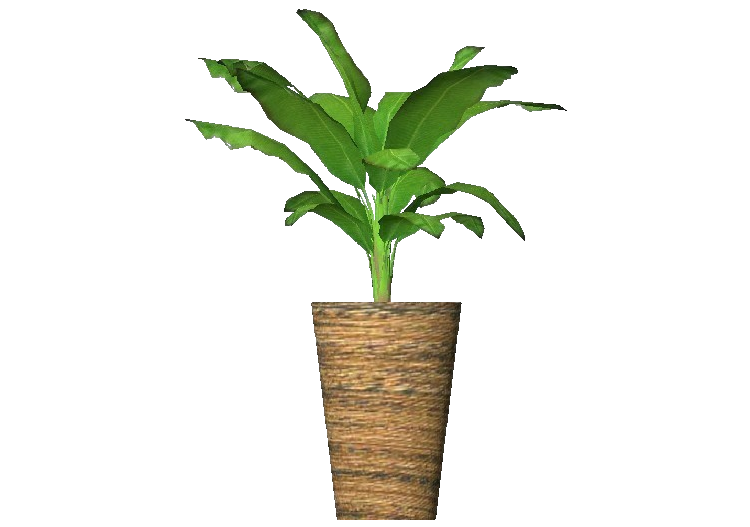 Plantas 3D - Plátano enano - ACCA software