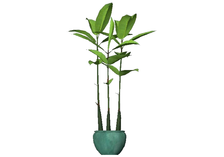 3D Pflanzen - Ficus Robusta - ACCA software