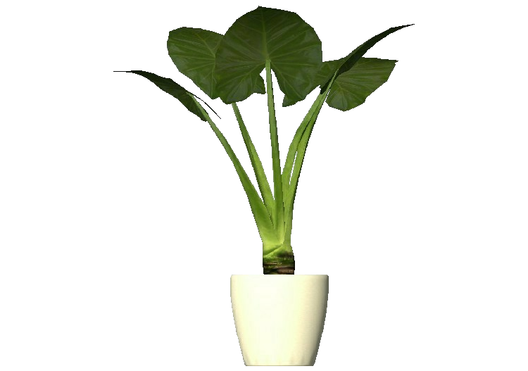 Plantes 3D - Alocasia cucullata - ACCA software