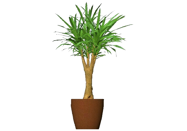 Plantas 3D - Dracena fragrans - ACCA software