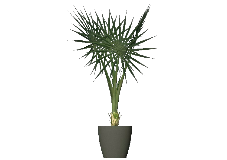 3D Flowers - Mediterranean dwarf palm - ACCA software