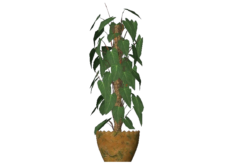 Plantas 3D - Filodendro trepador - ACCA software