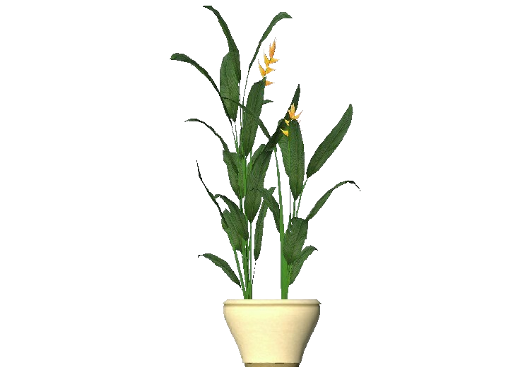 3D Flowers - Heliconia - ACCA software