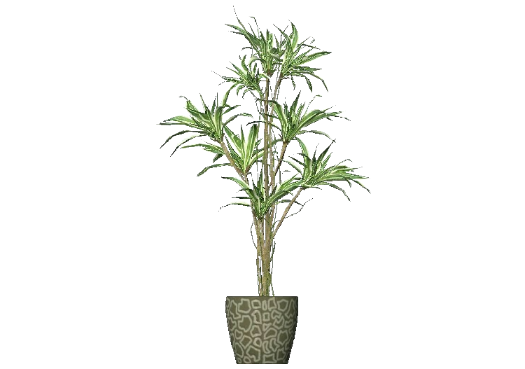 Plantes 3D - Dragonnier - ACCA software