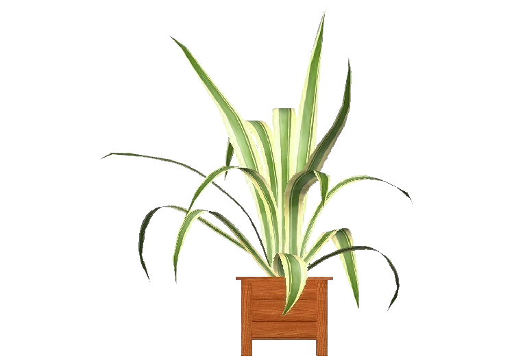 3D Flowers - Agave americana Marginata - ACCA software