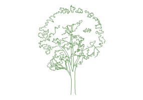 DWG B&auml;ume - Baum (05)