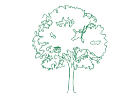 Alberi DWG - Albero (06)