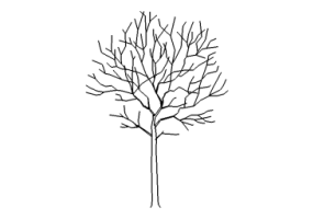 DWG B&auml;ume - Baum (08)