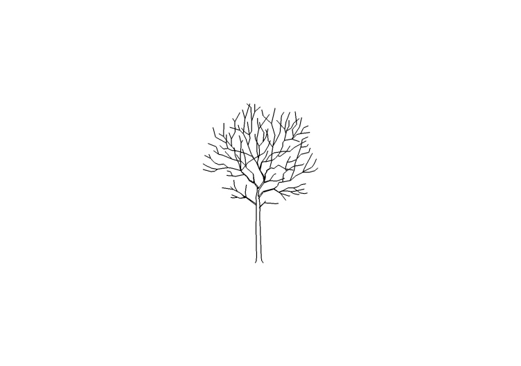 DWG Bäume - Baum (08) - ACCA software DWG Bäume - Baum (08) - ACCA software