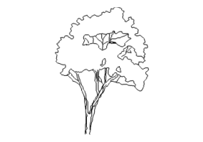 Arbres DWG - Arbre (11)