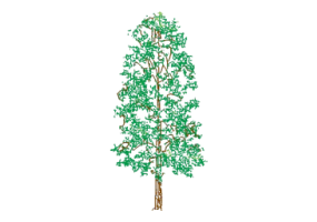 DWG Trees - Tree (16)