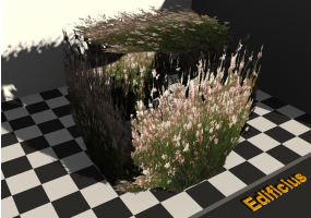 gaura