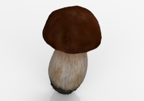 Fungo Porcino di Montella(AV) "Capinioro"- MCDesign
