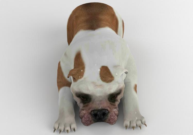 Cane razza Bulldog - MCDesign - ACCA software