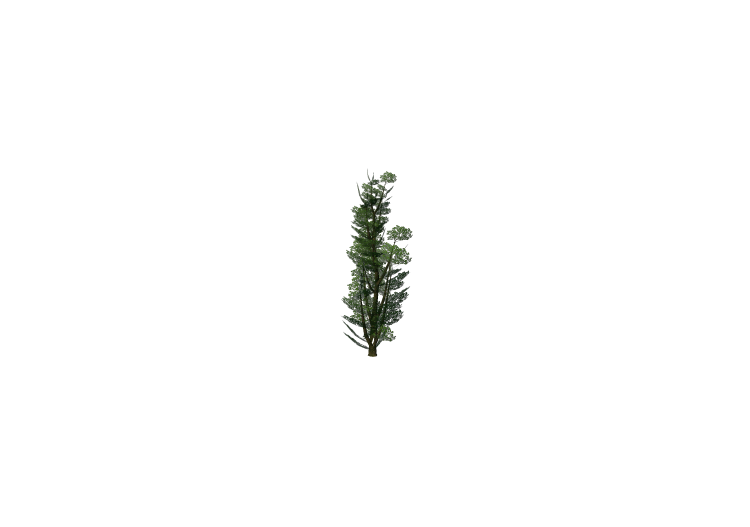 3D Trees - Lombardy poplar - ACCA software 3D Trees - Lombardy poplar - ACCA software