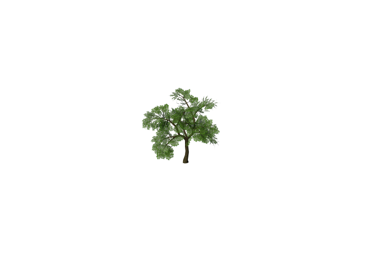 Arbres 3D - Chêne - ACCA software Arbres 3D - Chêne - ACCA software