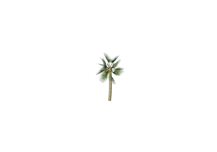 三维树木 - Mediterranean dwarf palm - ACCA software 三维树木 - Mediterranean dwarf palm - ACCA software