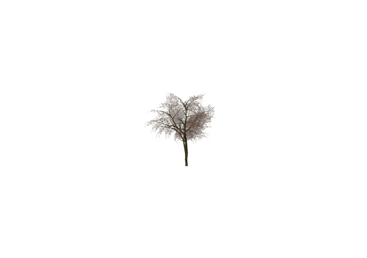 Arbres 3D - Arbre de Judée - ACCA software Arbres 3D - Arbre de Judée - ACCA software