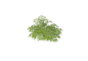 三维灌木 - ??