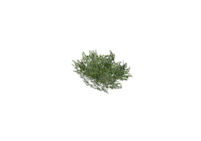 Buissons 3D - Buisson