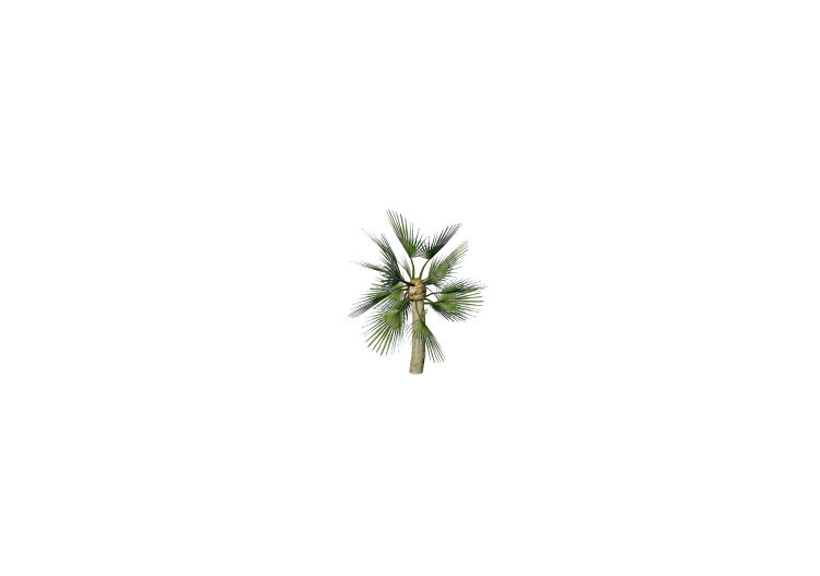 Piante 3D - Mediterranean dwarf palm - ACCA software Piante 3D - Mediterranean dwarf palm - ACCA software