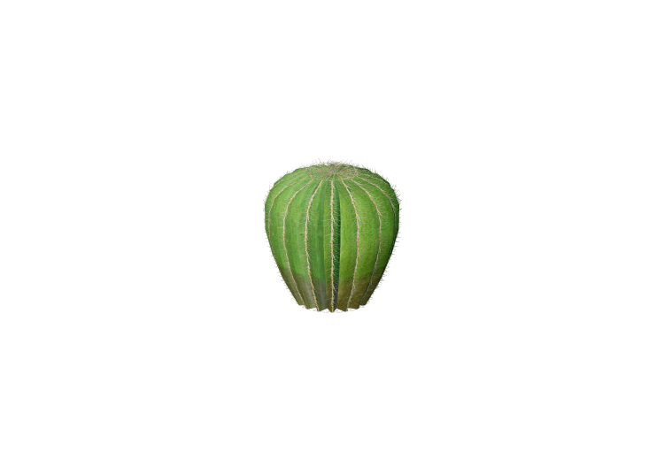 Piante 3D - Cactus barilotto dell'Arizona - ACCA software Piante 3D - Cactus barilotto dell'Arizona - ACCA software