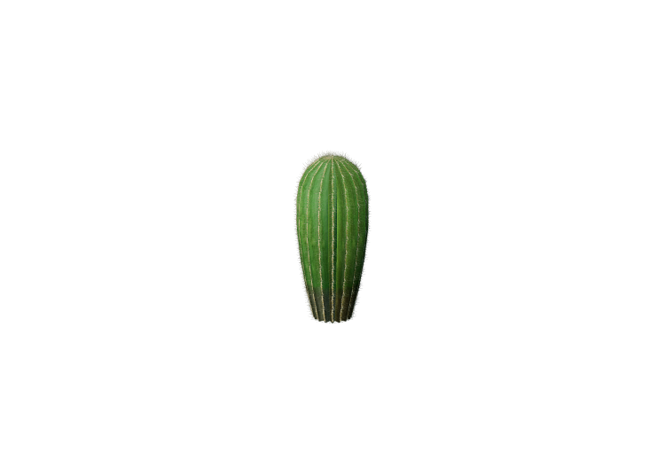 Plantas 3D - Cacto de tambor do Arizona - ACCA software Plantas 3D - Cacto de tambor do Arizona - ACCA software