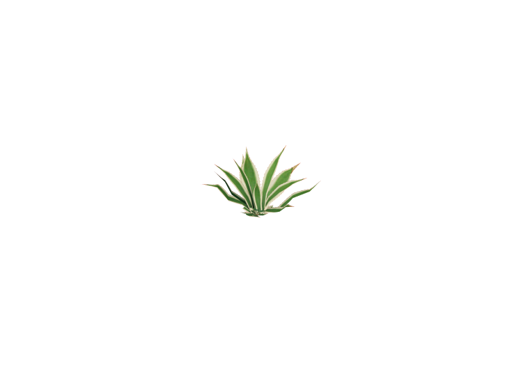 3D Pflanzen - Agave americana (marginata) - ACCA software 3D Pflanzen - Agave americana (marginata) - ACCA software