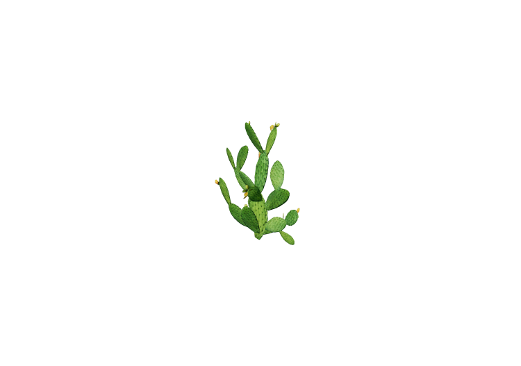 Piante 3D - Prickly Pear - ACCA software Piante 3D - Prickly Pear - ACCA software