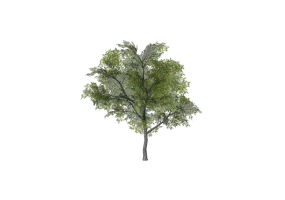 Árvores 3D - Tabebuia