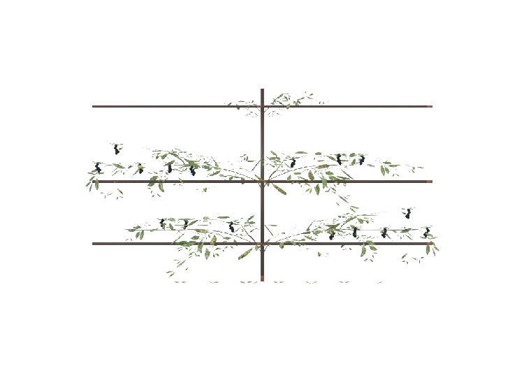 Buissons 3D - Bliueberry Bush - ACCA software