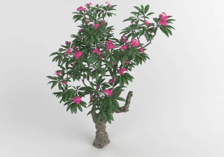Albero in Fiore - MCDesign - ACCA software