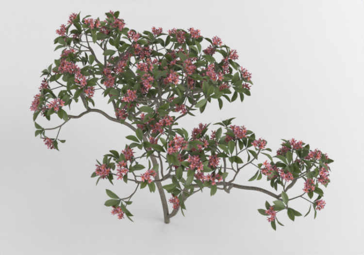 Cespuglio in fiore - MCDesign - ACCA software