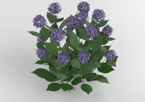 Hortensia