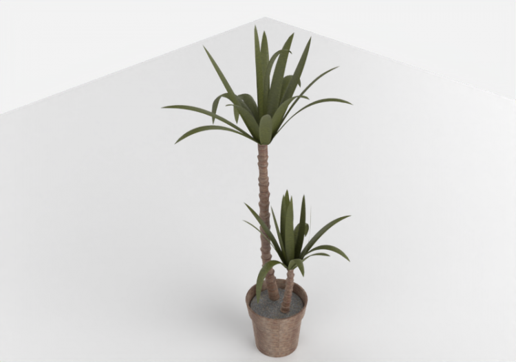 Yucca en pot 2 - ACCA software