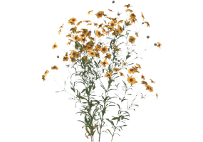 Arbres 3D - Coreopsis Tinctoria MCDesign 2024