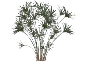 Arbres 3D - Cyperus Alternifolius MCDesign 2024