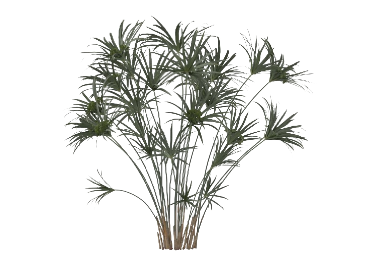 Arbres 3D - Cyperus Alternifolius MCDesign 2024 - ACCA...