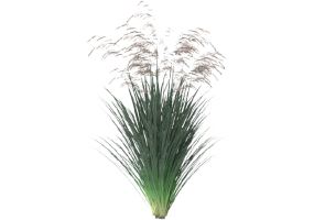 Arbres 3D - Deschampsia MCDesign 2024