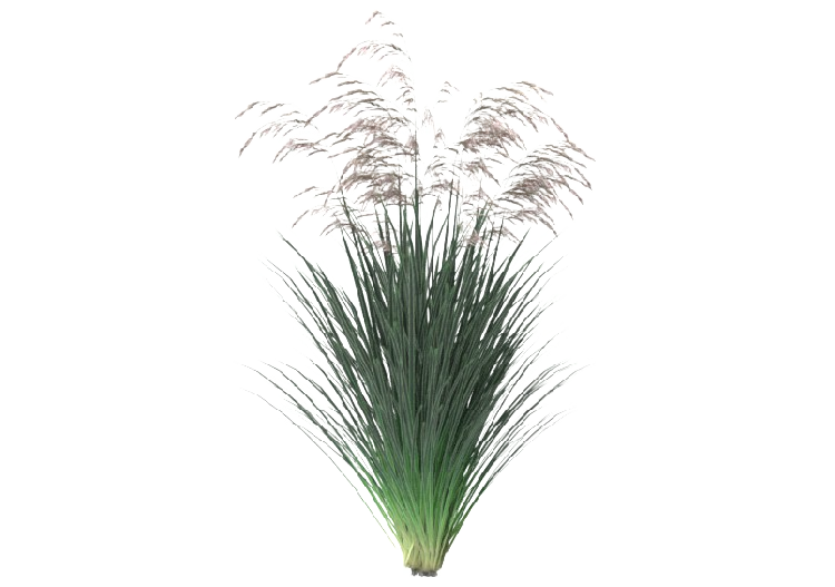 Arbres 3D - Deschampsia MCDesign 2024 - ACCA software